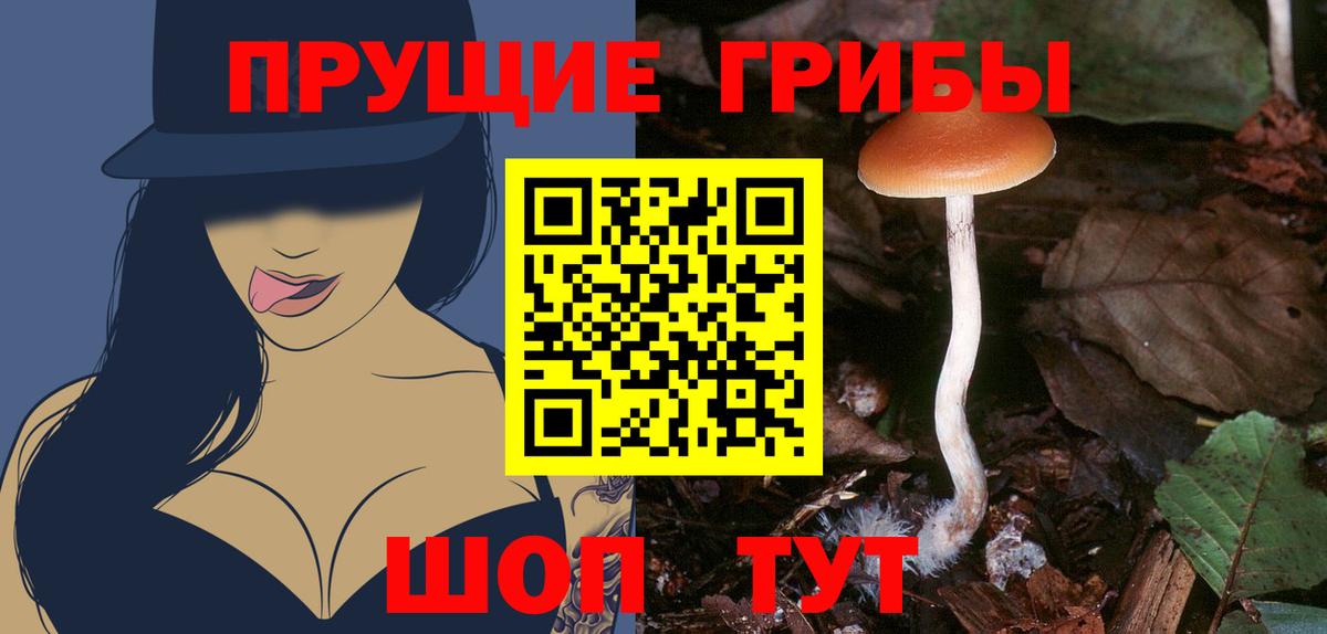 Звенигород  Псилоцибиновые грибы прущие грибы  Вход с VPN 